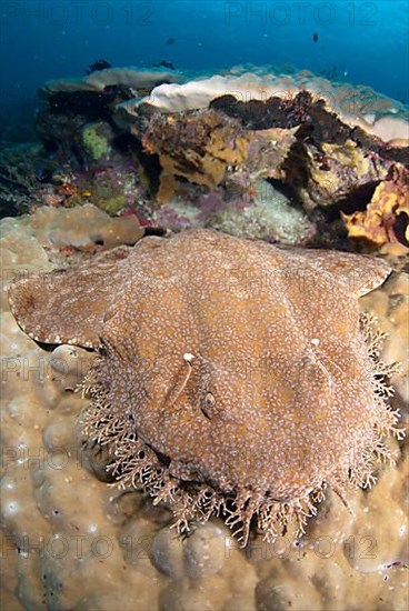 Tasselled wobbegongs