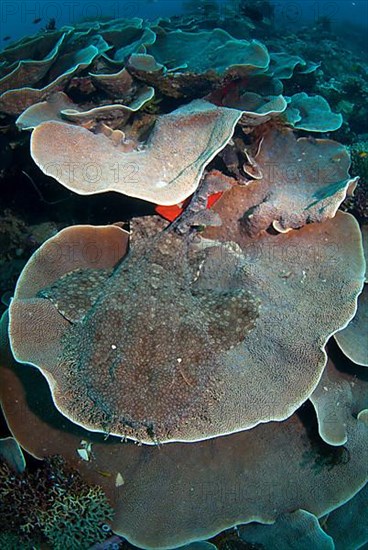 Tasselled wobbegongs