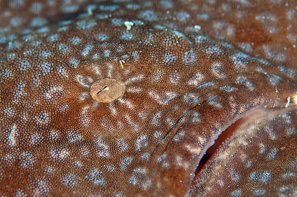 Tasselled wobbegongs