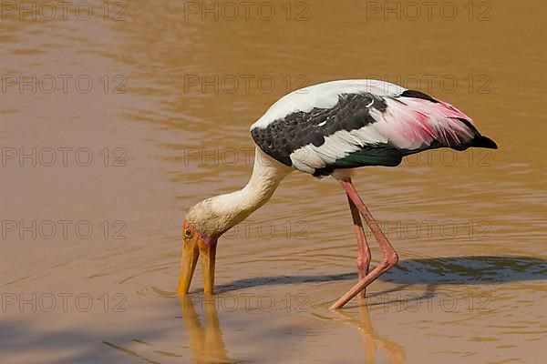 Adult painted stork