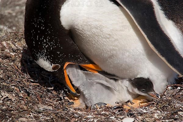 Gentoo penguin