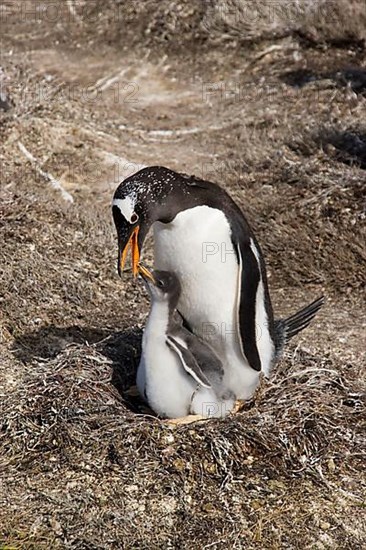 Gentoo penguin