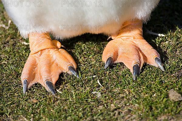 Gentoo penguin