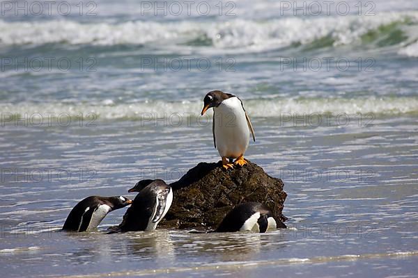 Gentoo penguin