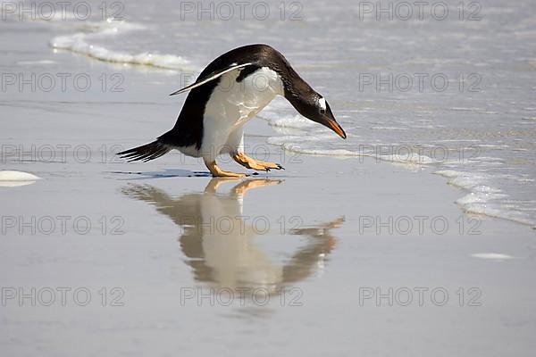 Gentoo penguin