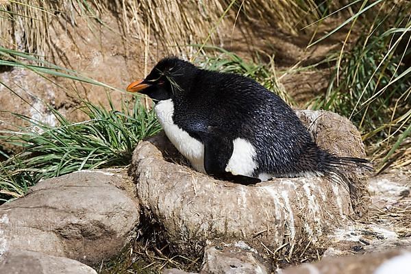 Southern rockhopper penguin