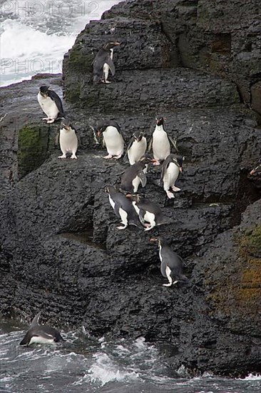 Southern rockhopper penguin