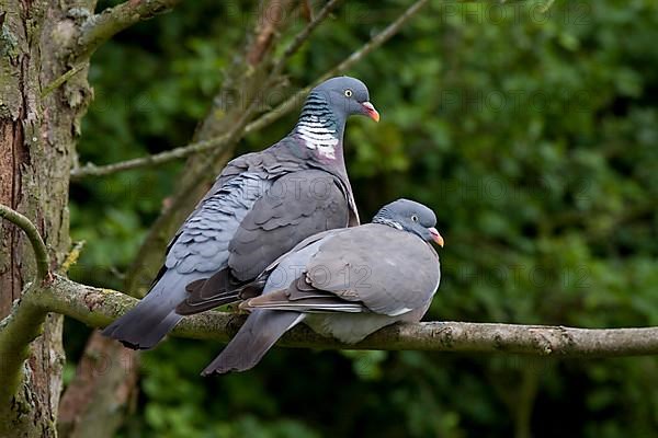 Wood pigeon