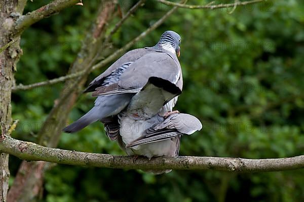 Wood Pigeon