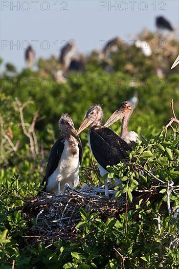 Young Marabou Storks nesting in the Okavango Delta of Botswana. Marabou are a large wading bird from the stork family Ciconiidae. It breeds in sub-Saharan Africa and is found in both wet and dry habitats. Because of se