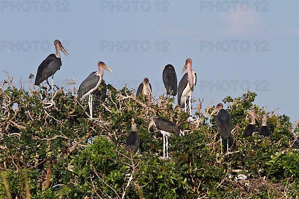 Nesting marabou stork colony in the Okavango Delta in Botswana. Marabou are a large wading bird of the stork family Ciconiidae. It breeds in sub-Saharan Africa and is found in both wet and dry habitats. Because of its