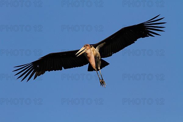 Marabou stork in flight. Okavango Delta Botswana. Marabou are a large wading bird of the stork family Ciconiidae. It breeds in sub-Saharan Africa