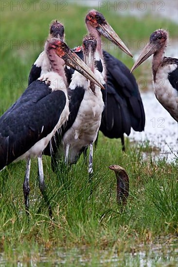 Marabou storks surround a Mozambican spicobra