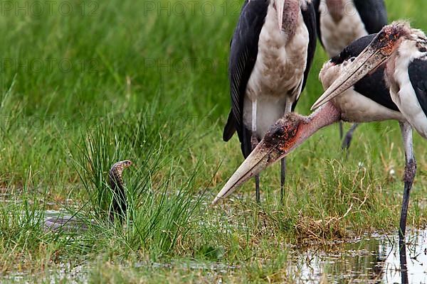 Marabou storks surround a Mozambican spicobra