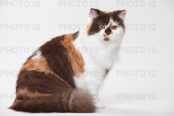 British Longhair