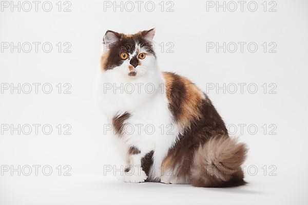 British Longhair