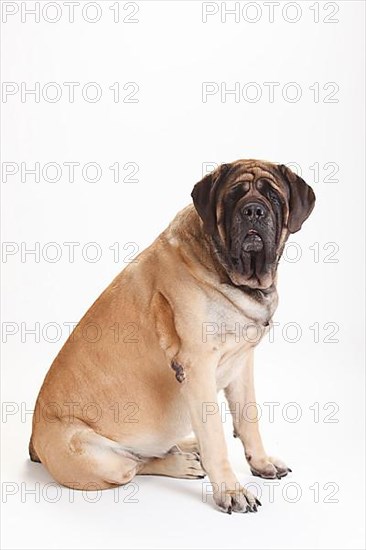 Mastiff