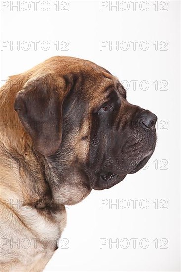 Mastiff