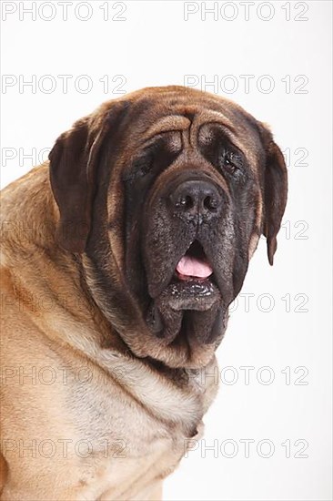 Mastiff