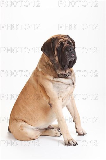 Mastiff