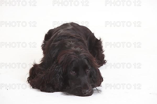 English Cocker Spaniel