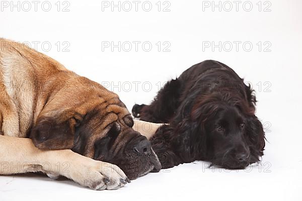 Mastiff and English Cocker Spaniel