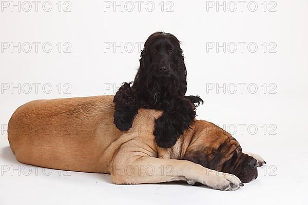 Mastiff and English Cocker Spaniel