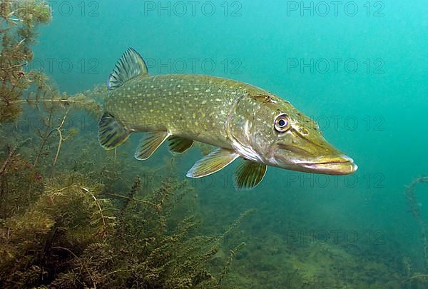 Northern pike