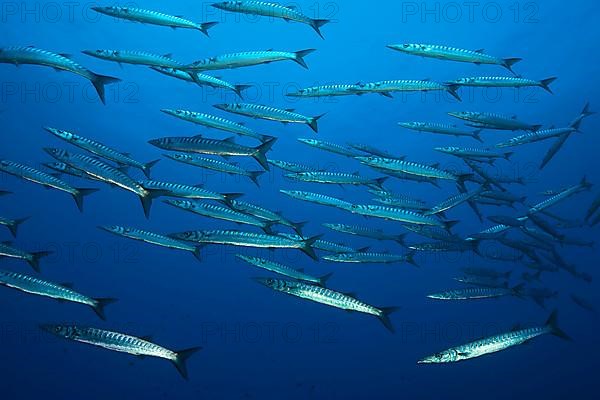 Mediterranean barracuda