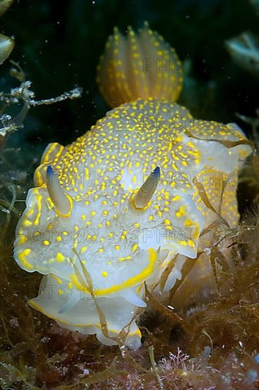 Yellow-violet star snail