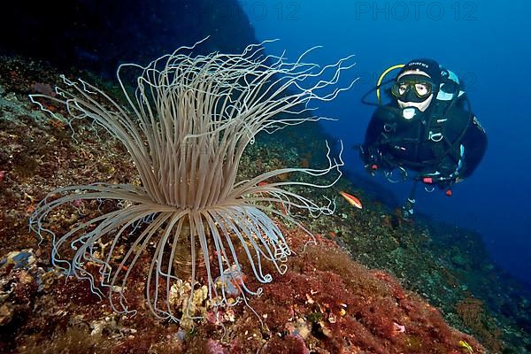 Coloured tube anemone
