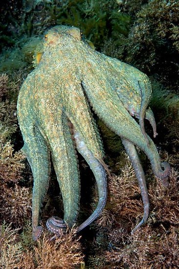 Common octopus