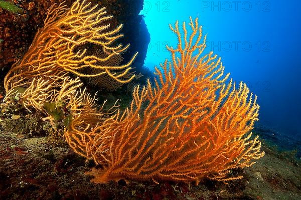 Yellow yellow gorgonian