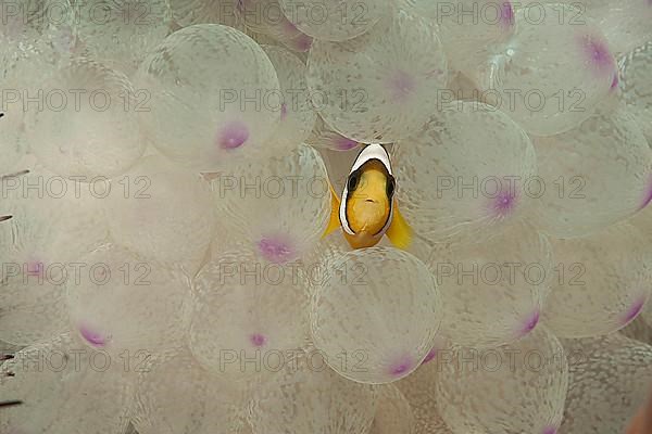Ringed anemonefish