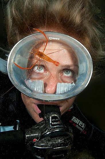 Mediterranean scissor shrimp on diver's mask