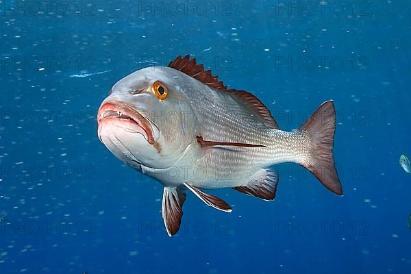 Mangrove red snapper