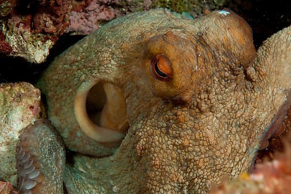 Common octopus