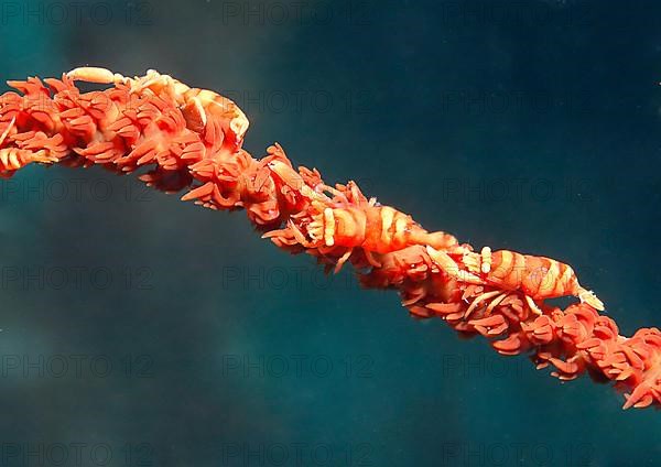 Whip coral shrimp