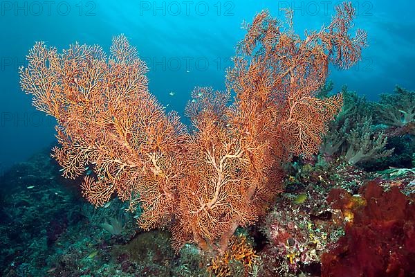 Knotted sea fan