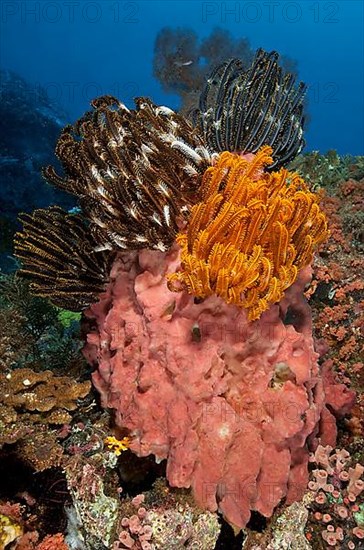 Feather stars on pink sponge