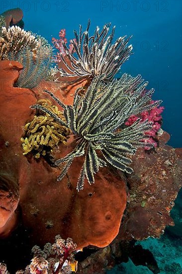 Feather star