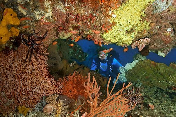 Diver with soft coral