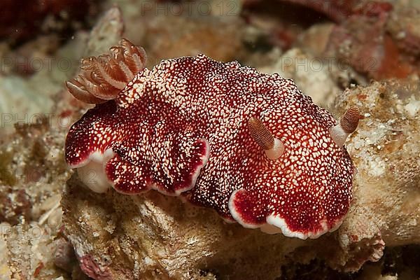 Goniobranchus reticulatus