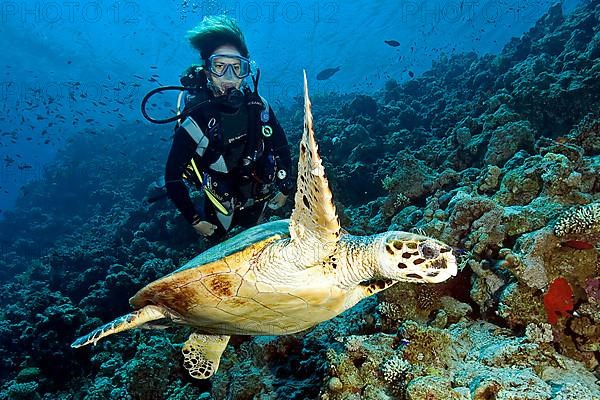 Diver and hawksbill sea turtle