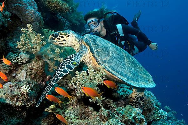 Diver and hawksbill sea turtle