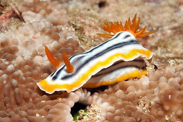 Pyjama nudibranch