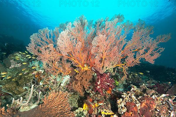 Knotted sea fan