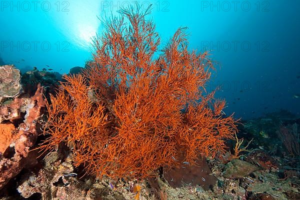 Black bushy black coral