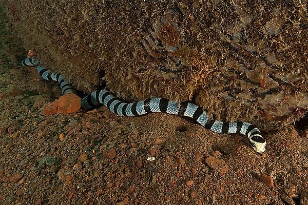 Banded colubrine sea krait