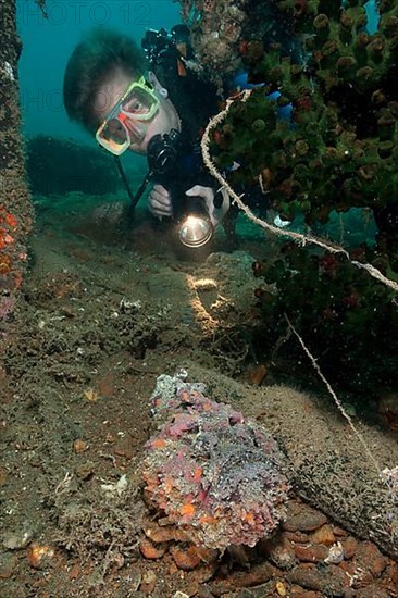 Diver and reef stonefish